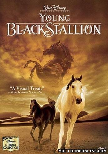 Ver Shetan el caballo del desierto (The Young Black Stallion) (2003) Online Gratis