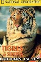 Ver Tigres de Siberia (1997) Online Gratis