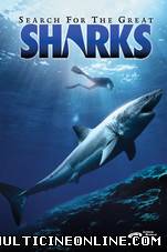 Ver [IMAX] Tiburones: Leyenda del Mar (1995) Online Gratis