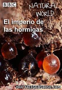 Ver El imperio de las hormigas (2010) Online Gratis