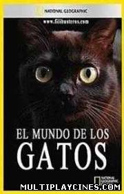 Ver El mundo de los gatos (2008) Online Gratis