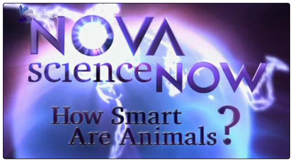 Ver Inteligencia animal (2011) Online Gratis