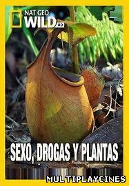 Ver Sexo, Drogas y Plantas (2011) Online Gratis