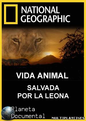 Ver Vida Animal: Salvada por la Leona (2009) Online Gratis