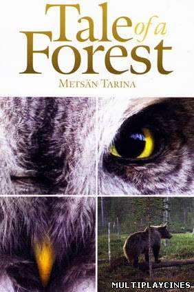 Ver Tale Of A Forest (2012) Online Gratis