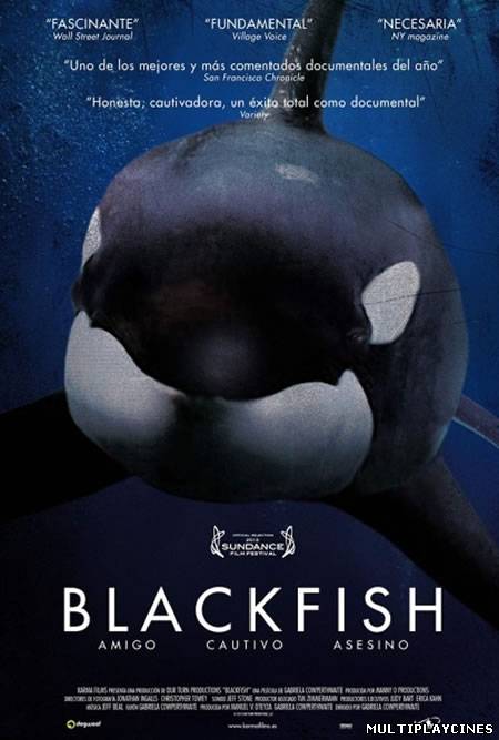 Ver Blackfish (2012) Online Gratis