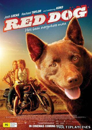 Ver Red Dog, una historia de lealtad (2011) Online Gratis