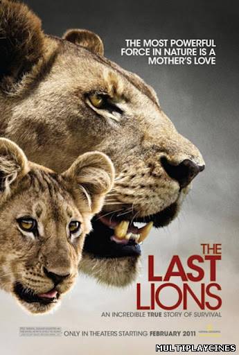 Ver The Last Lions (2011) Online Gratis