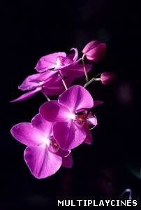 Ver Naturaleza con Musica (2011) Online Gratis