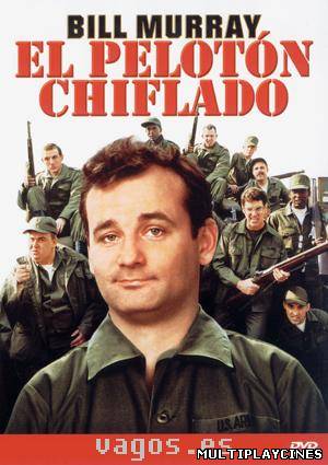 Ver El pelotón chiflado (Stripes) (1981) Online Gratis