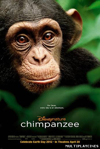 Ver Chimpancés / Chimpanzee (2012) Online Gratis