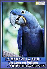 Ver La Maravilla Azul: Un Loro en Peligro (2007) Online Gratis