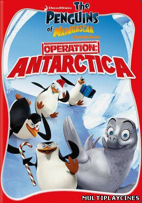 Ver The Penguins of Madagascar Operation Antarctica (2012) Online Gratis
