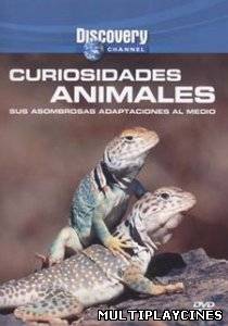 Ver Curiosidades Animales (2004) Online Gratis