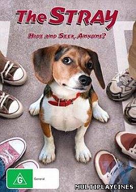 Ver The Stray (2012) Online Gratis